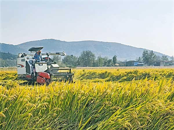 金秋稻谷香 農(nóng)民收獲忙
